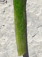 Vallisneria spiralis