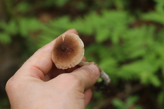 Inocybe lacera
