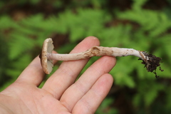 Inocybe lacera