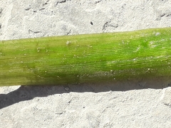 Vallisneria spiralis