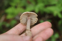 Inocybe lacera