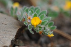 Acmispon brachycarpus