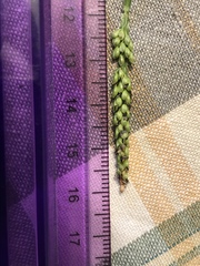 Paspalum pubiflorum glabrum