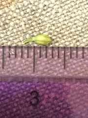 Paspalum pubiflorum glabrum