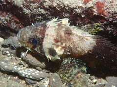 Guam Scorpionfish photo 2