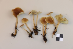 Gymnopus ocior