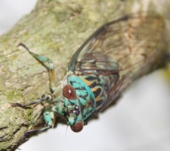 Uhleroides hispaniolae
