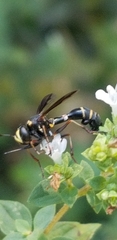 Physocephala marginata