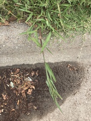 Paspalum pubiflorum glabrum