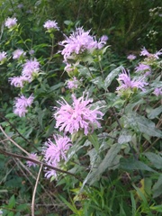 Monarda fistulosa