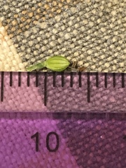 Paspalum pubiflorum glabrum