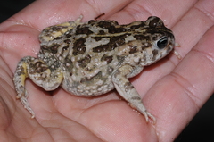 Vandijkophrynus angusticeps