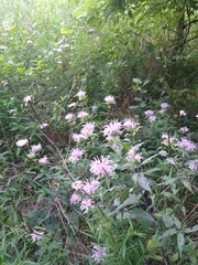 Monarda fistulosa
