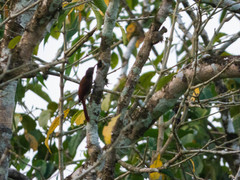 Lepidocolaptes souleyetii