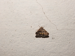 Acantholipes