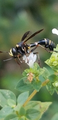 Physocephala marginata