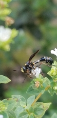 Physocephala marginata