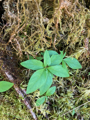 Lysimachia europaea