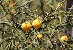 Citrus trifoliata