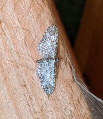 Eupithecia graefii
