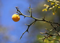 Citrus trifoliata