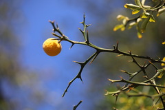 Citrus trifoliata