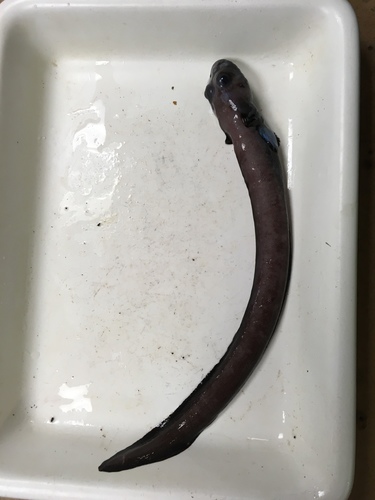 Black eelpout (Lycodes diapterus) — Zoarcidae — 2