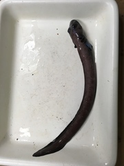 Black Eelpout photo 3