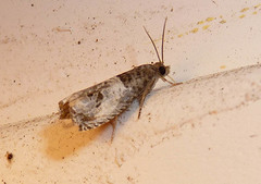 Notocelia rosaecolana