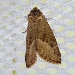 Plagiomimicus spumosum