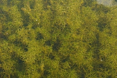 Najas flexilis