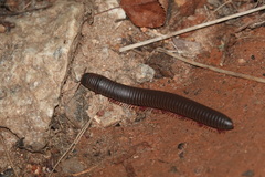 Narceus americanus