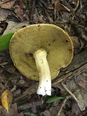 Boletus gertrudiae