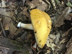 Boletus gertrudiae