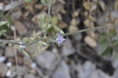 Pterocephalus plumosus