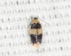 Stigmella nigriverticella