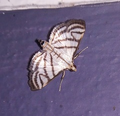 Ravanoa xiphialis