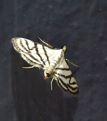 Ravanoa xiphialis