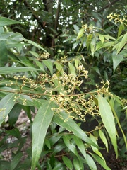 Nectandra cuspidata