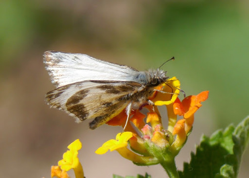 Turk's-cap White-Skipper photo 5