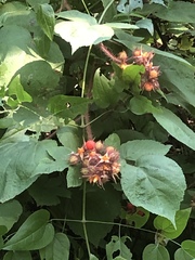 Rubus phoenicolasius