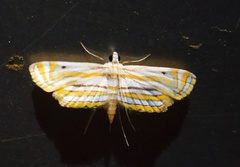 Parapoynx villidalis