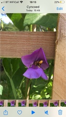 Megachile