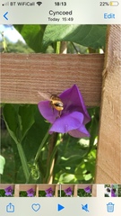Megachile