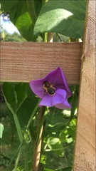 Megachile