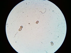 Thelephora regularis