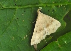 Phalaenostola eumelusalis