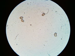 Thelephora regularis