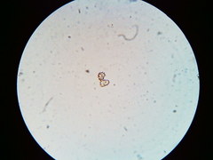 Thelephora regularis