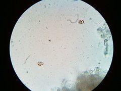 Thelephora regularis